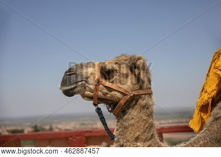 Camel Or Dromedary In The Castle Of Beni Mellal (morocco), This Castle Also Known As The Kasbah Is L