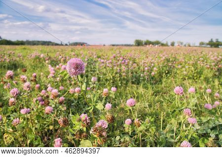 Clover Field On A Meadow. Flower Meadow In Green And Pink. Plants From Nature. Landscape Photograph.