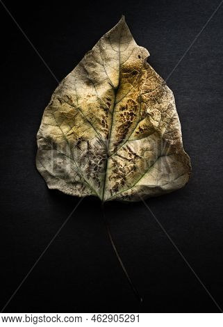 An Ongoing Series Of Photographs Of Found Foilage From Our Backyard And From Around Our Neighborhood
