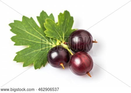 Josta With Leaves Hybrid Gooseberry And Black Currant Isolated On White