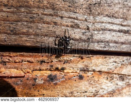 Close-up Shot Ot The Zebra Jumping Spider (salticus Scenicus) With Vivid Black-and-white Colouration