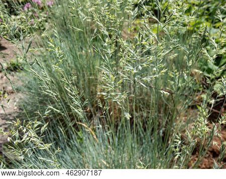 Macro Shot Of The Festuca (fescue) - Evergreen Tufted Grasses In A Garden Bed In Summer