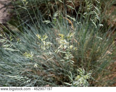 Macro Shot Of The Festuca (fescue) - Evergreen Tufted Grasses In A Garden Bed In Summer