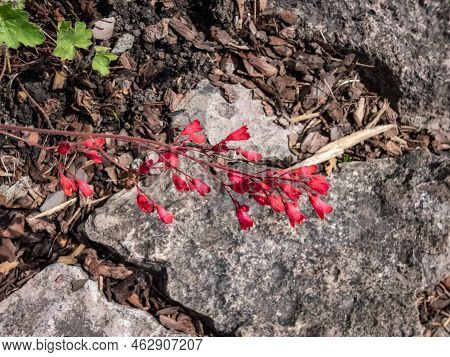 Red Coral Bells (heuchera Sanguinea) 'splendens' Form A Low Mound Of Rounded Deep-green Leaves, Bear