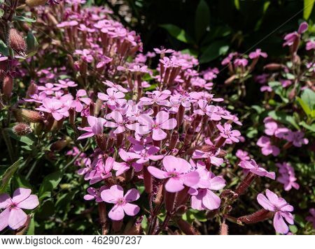The Rock Soapwort Or Tumbling Ted (saponaria Ocymoides) Flowering With Pink Five-pettalled Flowers T