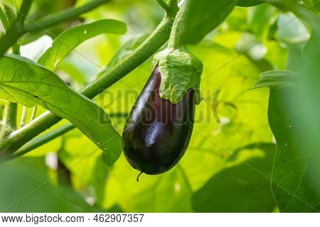 Ripe Eggplant Plants In Garden. Aubergine Eggplants In Greenhouse With High Technology Farming. Agri