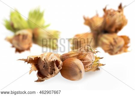 Forest Nuts Hazel Nuts Isolated On White Background