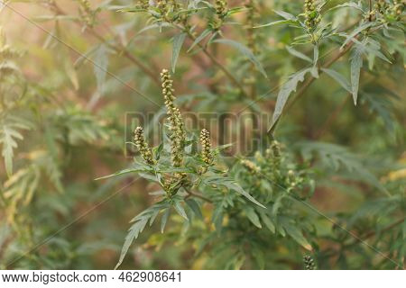 Ragweed Blooming Bushes. Ambrosia Artemisiifolia Dangerous Allergenic Plant Which Causing Strong All