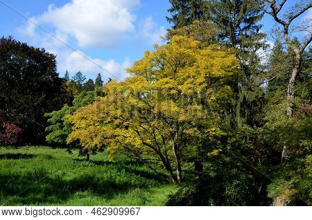 Caucasian Wingnut Or Caucasian Walnut,yellow Leaves Autumn Tree Meadow In The Park. Blue Sky And Cal