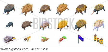 Echidna Icons Set Isometric Vector. Australia Animal. Fauna Claws