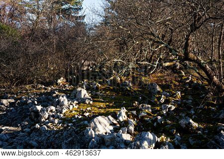 Rock And Trees In The Typical Karst Landscape, Trieste. Italy