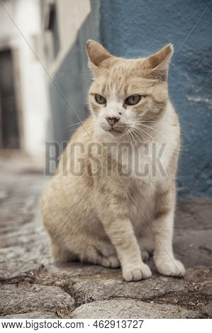 Vertical Shot Of A Grumpy Stray Cat In The Cobblestoned Streets Of Monchique In Algarve, Portugal.