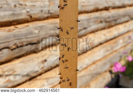 Flypaper. Flies Glued On Adhesive Tape On A Log Wall Background.