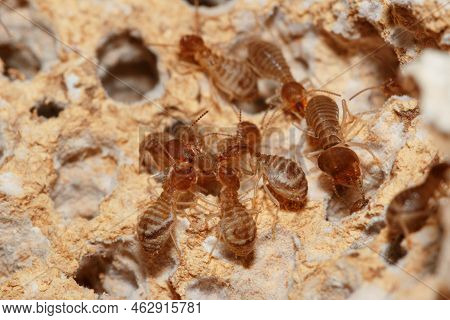 Large Termites Team Group With Walking On A Termite Nest ,close Up
