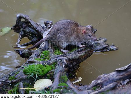 A Wild Rat Sits Near The Water On The Roots Of A Tree