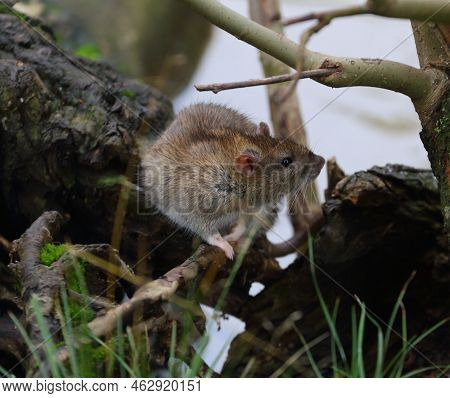 A Wild Rat Sits On The Roots Of A Tree