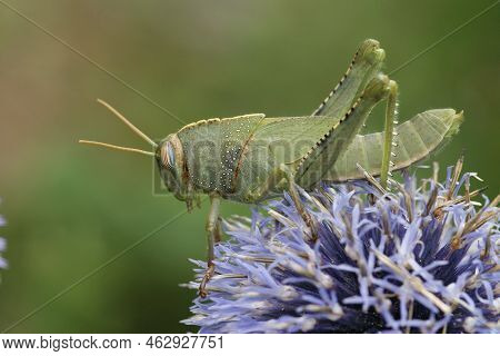 Closeup On A Green Nymph Of The Egyptrian Migrating Locust Grasshopper , Anacridium Aegyptium With I