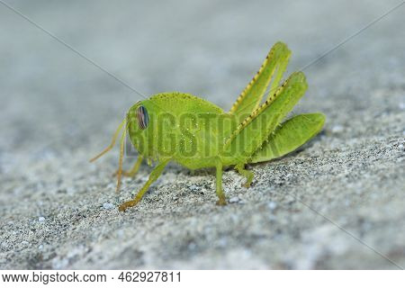 Closeup On A Green Nymph Of The Egyptrian Migrating Locust Grasshopper , Anacridium Aegyptium With I
