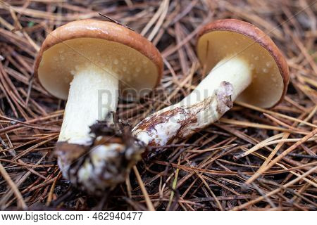 Slippery Jack,  Sticky Bun, Brown Cap, Suillus Luteus Mushrooms On Pine Needles Background In Autumn