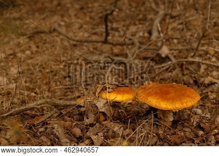 Close-up Of Mushrooms In The Autumn Forest