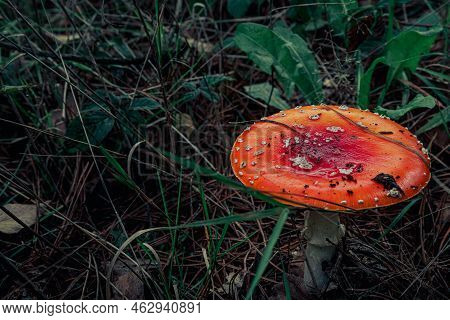 Close-up Of Beautiful Red Fly Mushroom In The Grass