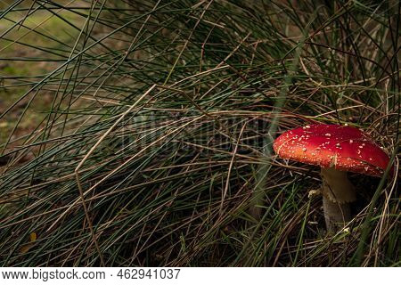 Close-up Of Beautiful Red Fly Mushroom In The Grass