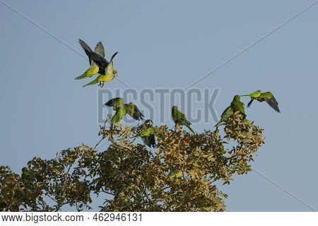 A Group Of Drara Parrots, A Non Native Species, In A Tree And In Flight, In Israel.