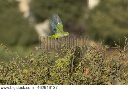 A Drara Parrot, A Non Native Species, In Flight In Jerusalem, Israel.