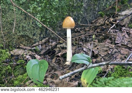 A Large Phallic Mushroom With A Shiny Orange Head And Solid White Shaft Is Growing Near Large Rock.