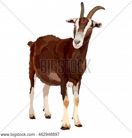 Realistic Goat , Side View, Isolated Farm Animals.