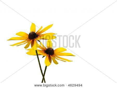 黄色の夏の花