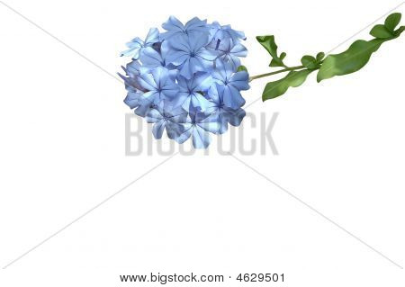 ライラックの花