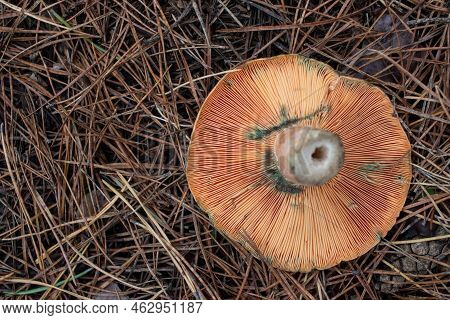 Lactarius Deliciosus, Saffron Milkcap Mushroom, Delicious Milkcap, Saffron Milkcap, Red Pine Mushroo