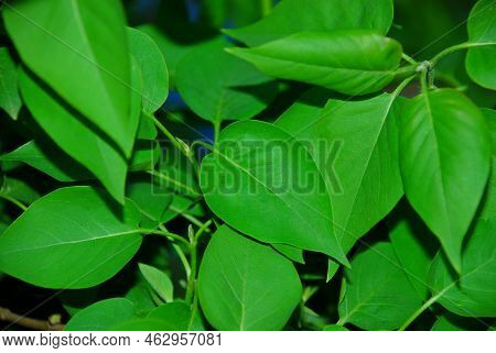 Lilac Leaves On A Spring Evening. Fresh Green Leaves Of A Lilac Lilac Bush. Large Textured Green Lea