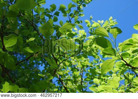 Branches And Leaves Of A Plum Tree. Against The Background Of A Clear Blue Sky, Dark Brown Branches 