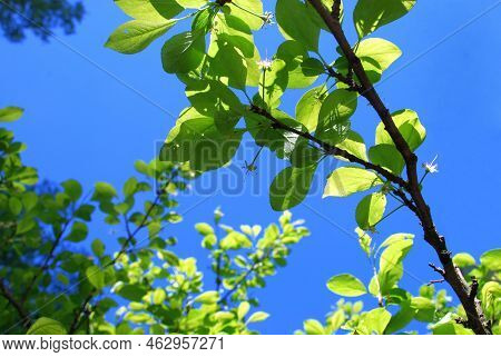 Branches And Leaves Of A Plum Tree. Against The Background Of A Clear Blue Sky, Dark Brown Branches 