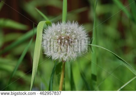 Common White Dandelion. Among The Green Grass And Leaves On A Thin Green Stem Stands The White Fluff