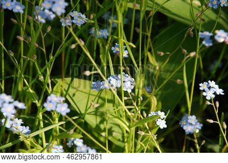 Forget-me-not Swamp, Or Forget-me-not Scorpion. Perennial Herb, Lat. Myosotis Scorpioides, Many Smal