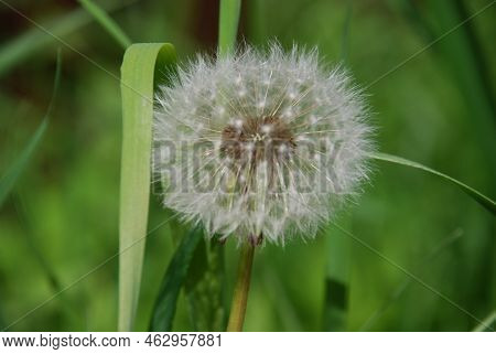 Common White Dandelion. Among The Green Grass And Leaves On A Thin Green Stem Stands The White Fluff