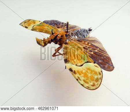 Unusual Insect Isolated On White. Colorful Fulgoridae Phrictus Buchei Macro, Close Up, Collection In