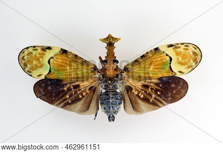 Unusual Insect Isolated On White. Colorful Fulgoridae Phrictus Buchei Macro, Close Up, Collection In