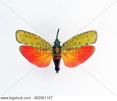 Unusual Insect Isolated On White. Red Fulgoridae Saiva Cardinalis Macro, Close Up, Collection Insect
