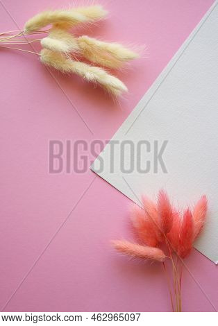 Composition Of Soft White And Bright Pink Bunnytail Lagurus Ovatus Grass Bouquets With Blank Card. P
