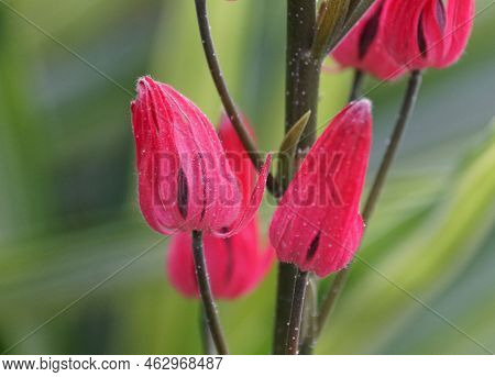 Close Up Of The Red Flowers Of Brazilian Candles, Also Known With Scientific Name Pavonia Multiflora