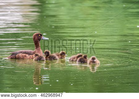 Female Tufted Duck Swims With Her Ducklings In Green Lake