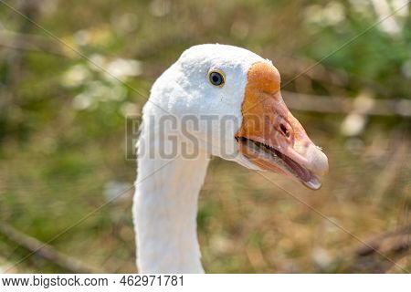 A White Goose Close-up, A Head With An Orange Beak And A Tongue With Sharp Teeth In A Goose Bird.