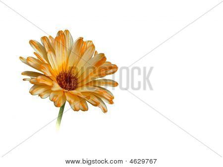 キンセンカの花
