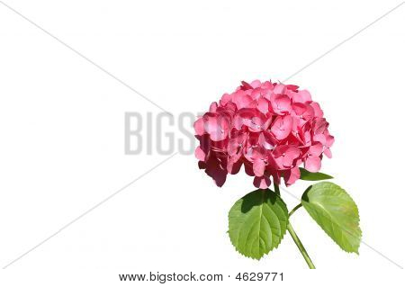 ピンクの花