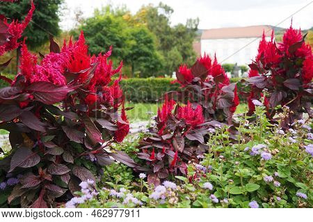 Celosia Plant, Cellosia Is A Genus Of The Amaranth Family Or Marev Family. Cockscomb Traditionally G