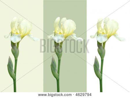3 つの白い花